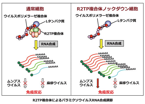 virology 2017 4